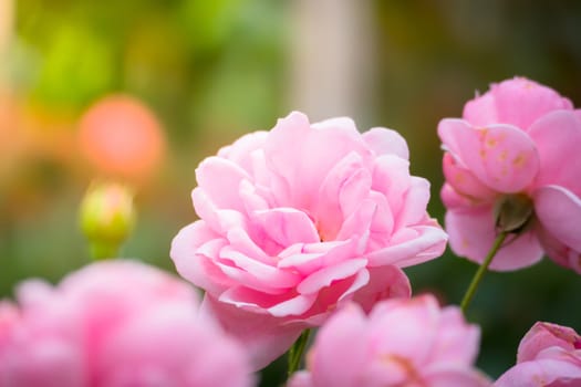 The background image of the colorful flowers, background nature