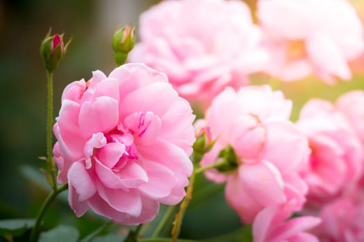 The background image of the colorful flowers, background nature