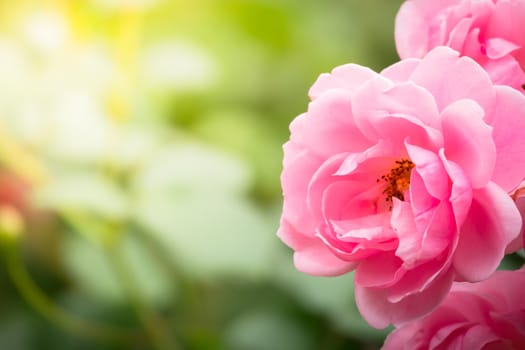 The background image of the colorful flowers, background nature