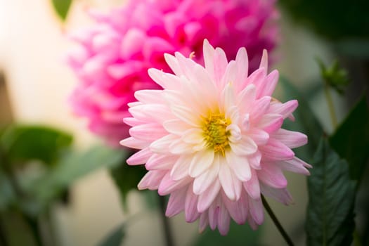 The background image of the colorful flowers, background nature