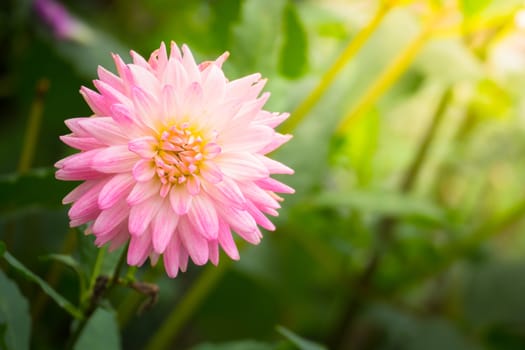 The background image of the colorful flowers, background nature