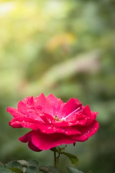 The background image of the colorful flowers, background nature