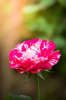 The background image of the colorful flowers, background nature