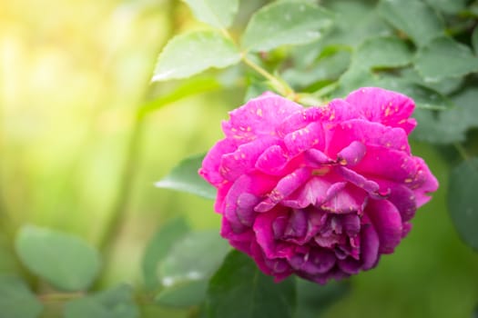 The background image of the colorful flowers, background nature