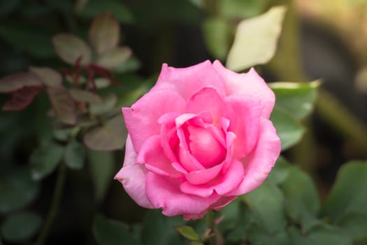 The background image of the colorful flowers, background nature