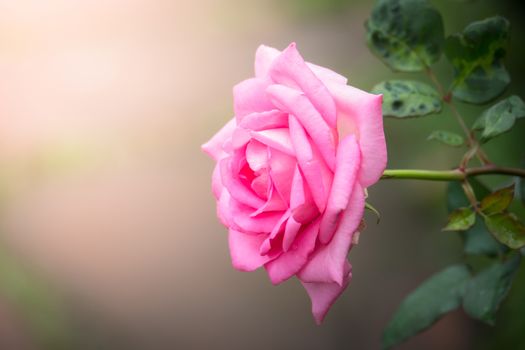 The background image of the colorful flowers, background nature