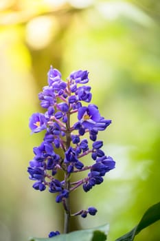 The background image of the colorful flowers, background nature