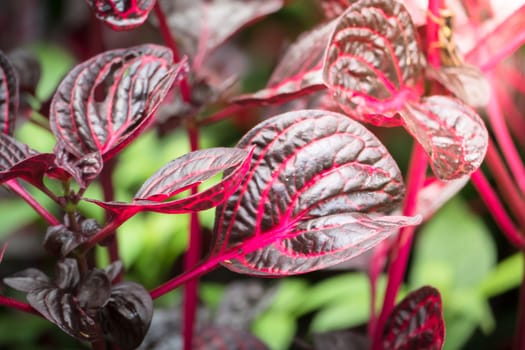 The background image of the colorful flowers, background nature