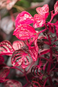 The background image of the colorful flowers, background nature