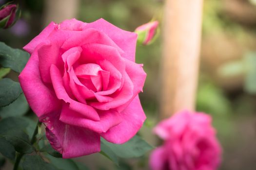 The background image of the colorful flowers, background nature