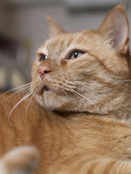 Close up of a yellow tabby cat resting comfortably, but watchfully