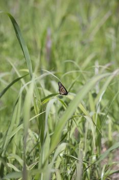 Monarch butterfly perched on a thick blade of grass