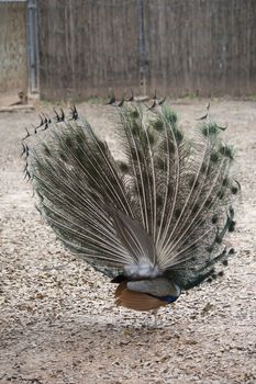 Close up of a male Indian peafowl (Pavo cristatus) displaying