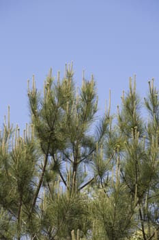 Close up of the top of a pine tree