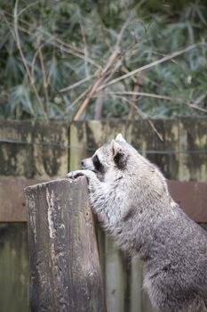 Raccoon, washing bear (Procyon lotor) climbing onto a stump