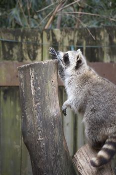 Raccoon, washing bear (Procyon lotor) climbing onto a stump