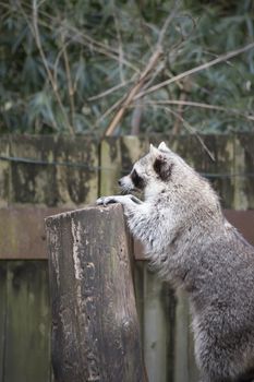 Raccoon, washing bear (Procyon lotor) climbing onto a stump