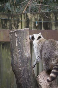 Raccoon, washing bear (Procyon lotor) climbing onto a stump