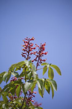 Close up of flowers and leaves on a red buckeye tree