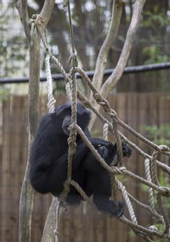 Siamang gibbon (Symphalangus syndactylus) lounging on a rope hammock