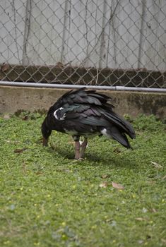 Spur-winged goose (Plectropterus gambensis) grazing in green grass