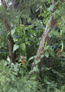 Pretty trumpet creeper flowers growing on a tree