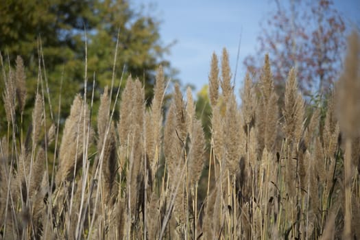 Thick water reeds against a bright blue sky
