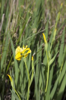 Close up of a single yellow flag iris flower