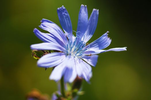 Delicate blue flower on a green background