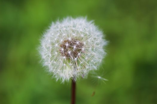 Fluffy mature dandelion on a green background