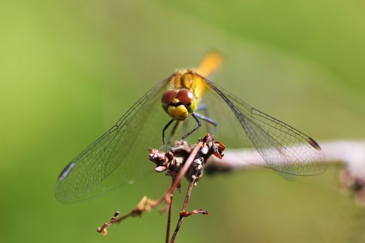 Red dragonfly on a dried branch on a green background