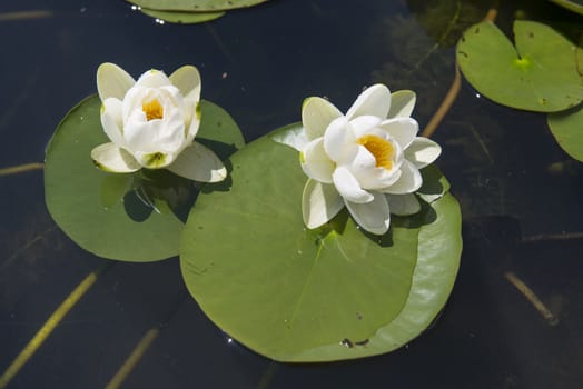 lotus flower that grows in the lake