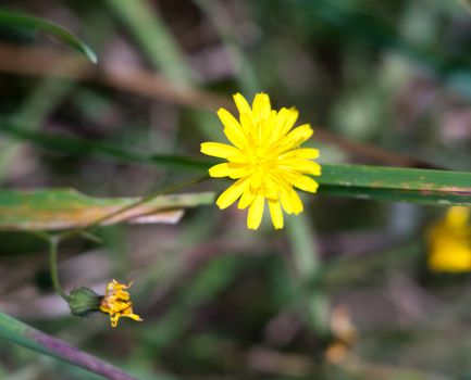 growing wild Nipplewort yellow Lapsana communis green leaves; Essex; England; UK