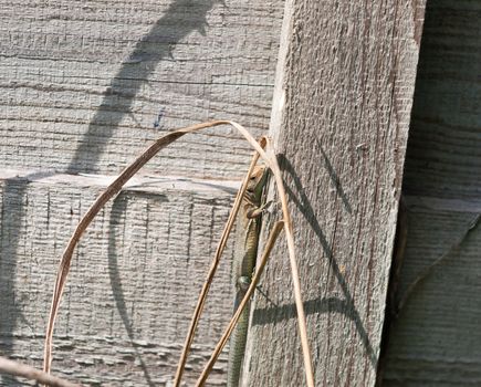 uk wild Common or viviparous lizard on fence wall wood ; Essex; England; UK