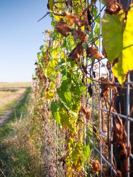 artistic view of leafs on metal fencing on country walk way;Essex; England; UK