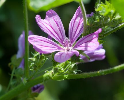 beautiful clear sharp purple common mallow flower Malva sylvestris; Essex; England; UK