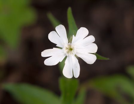 beautiful close up petals of Campion, White Silene latifolia; Essex; England; UK