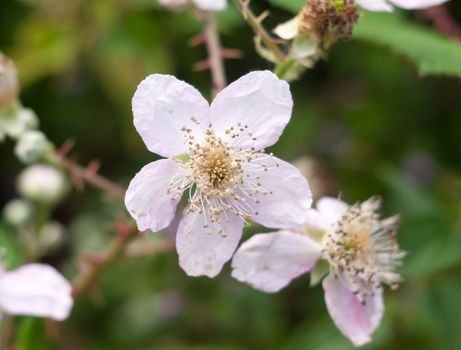 beautiful white sharp petals of bramble plant (Rubus fruticosus); Essex; England; UK
