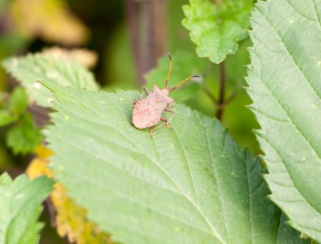 big single dock bug resting on leaf Coreus marginatus; Essex; England; UK