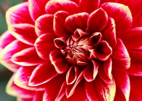 Closeup shot of red dahlia flower