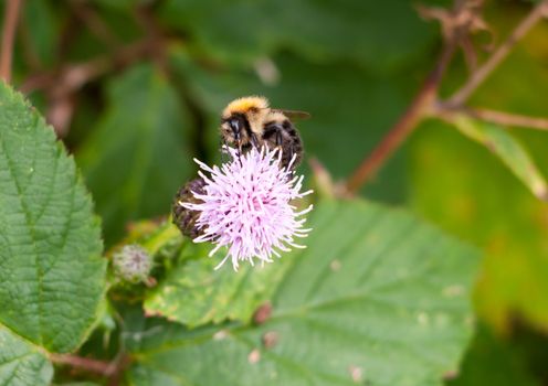 bumble bee on pink milk thistle flower head; Essex; England; UK