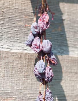 bunch of hanging dried plums on fence; Essex; England; UK