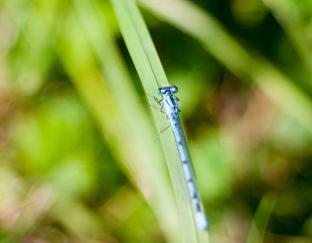 close up small common blue damselfly bokeh greenery Enallagma cyathigerum; Essex; England; UK