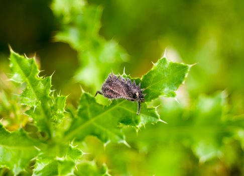 hairy dead grey leaf on green spiky leaf plant; Essex; England; UK