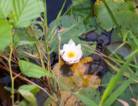 lush white water lily Nymphaea alba on surface leafs ; Essex; England; UK
