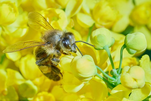 Bee on flowering shrubs in the garden                               