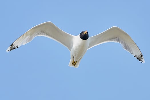 White seagull in flight against a blue sky                               