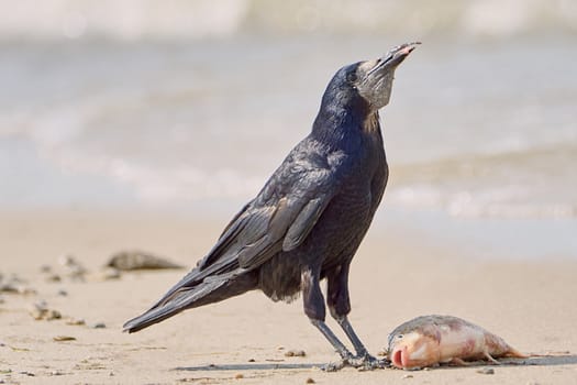 Crow on the beach eating fish