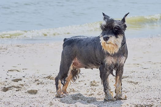 Cute terrier on the beach 