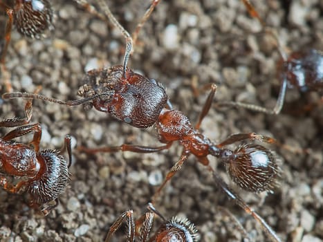 Ant outside in the garden closeup